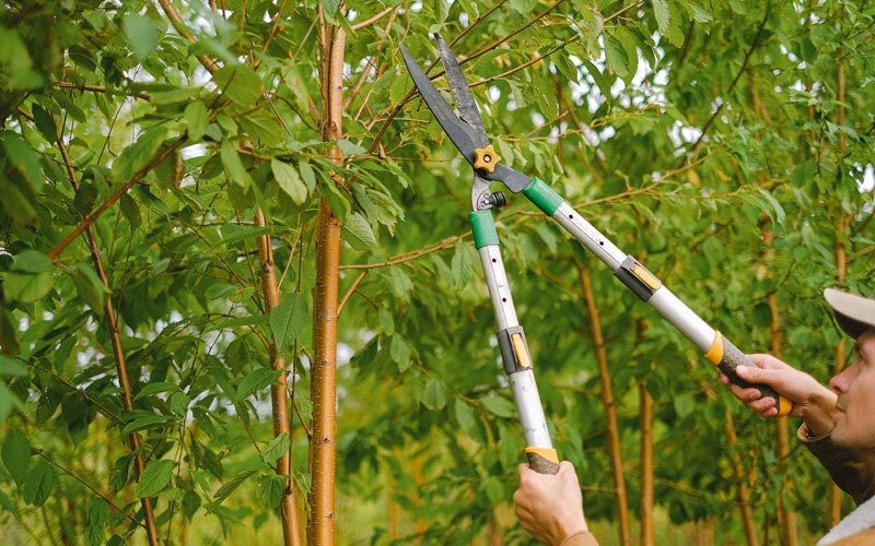 Tree trimming in Wausau, FL